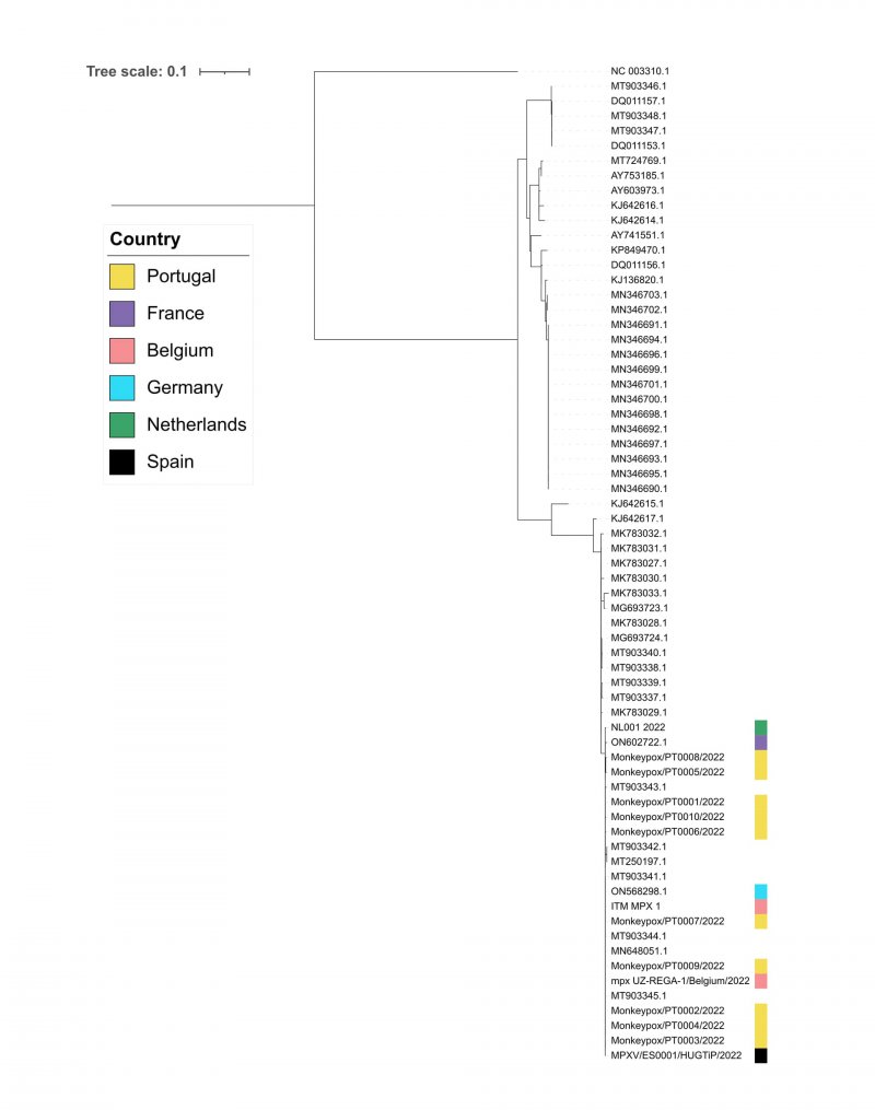 Borrador de árbol filogenético de máxima probabilidad obtenido a partir de la alineación SNPDraft maximum-likelihood phylogenetic tree obtained from the SNP alignment.